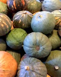 Image result for Cucurbita