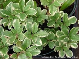 Image result for Talinum tenuissimum