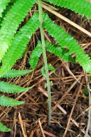 Image result for Christella gueinziana