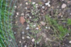 Image result for Eragrostis pallens