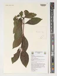 Image result for Leptactina