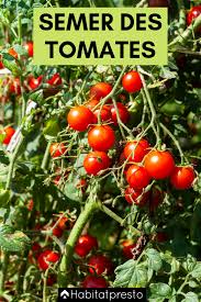 Potager Quand Semer Et Quand Planter Les Tomates Jardinage Jardin Legumes Fruits Fleur Arbre Jardiner Plan Quand Planter Les Tomates Potager Tomates