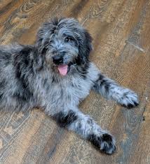 Sm bernedoodles specializes in standard and mini bernedoodle puppies in new haven, indiana. Denver Bernedoodle Puppy 610243 Puppyspot