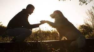 Se estableció en el año 2004, para rendir tributo al peso que estos animales tienen en millones de personas en todo el planeta. Cnburchndotkcm