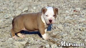 Where can i get free puppies? Dogs For Sale Near Indianapolis