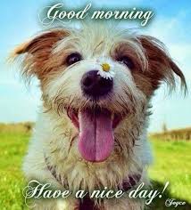 Happy Dog Good Morning Dog Good Morning Good Morning Quotes Good Morning Image Quotes Funny Good Morning Messages Funny Good Morning Images Good Morning Images