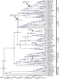 Image result for Zanthoxylum holtzianum