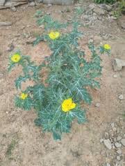 Image result for Psydrax locuples