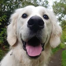 Border collie german shepard mix. Wm9qgrevi2sxhm