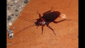 How to get rid of roaches inside the home: Got Roaches Science Cafe Youtube