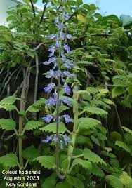 Image result for Coleus hereroensis