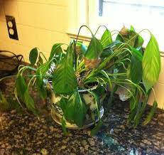 Revive Your Dying Indoor Plant 6 Ways