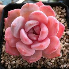 essa planta da familia das suculentas chama echeveria ou rosa de pedra flower of stone suculentas sobre plantas echeveria