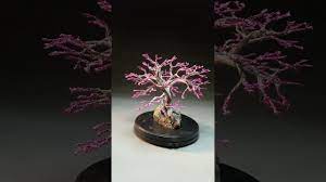 Taking a small red bud planting and starting its way on to becoming a great little bonsai. Redbud Youtube