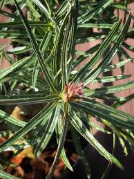 Image result for Ctenium somalense