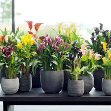 Jardineria Kuka Blog Trucos Consejos Y Experiencias Centro De Jardineria Jardineria Y Plantas Jardines