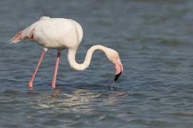 Medartsal Did You Know That The Pink Colour Of Flamingos Comes From The Salt Flats Eni Cbc Med