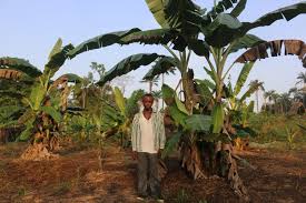 People Flee As Elephants Destroy Homes and Farms Searching For Food