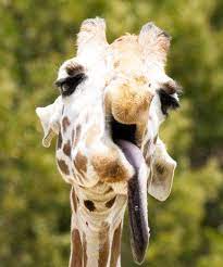 Animals With Down Syndrome Debunking This Mistaken Trend