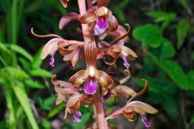 Image result for Polystachya bicarinata