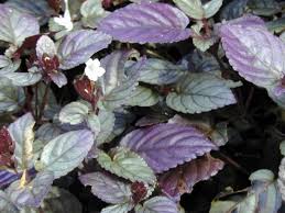 Image result for Kotschya strobilantha