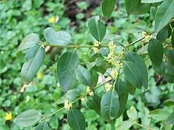 Image result for Buxus nyasica