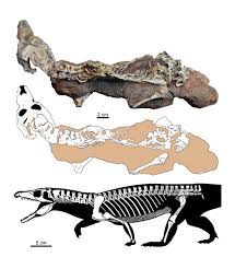 Image result for Proterosuchus