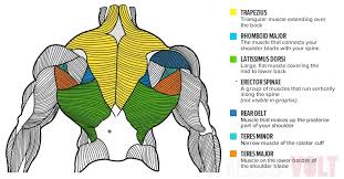Since learning anatomy is not your primary objective, this is a dedicating a day for back workout can help you build and maintain strong muscles. 10 Best Upper Back Exercises For Maximum Mass And Strength Gains Fitness Volt