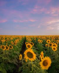 Oilseed sunflowers, oil content is the last process that occurs in maturing the sunflower seed. Texas Sunflowers Oc 3090x3862 Earthporn