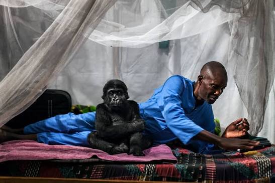 Ndakasi's second life and death — Brent Stirton