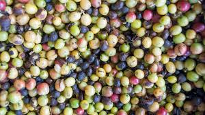 Image result for Mycotoxin