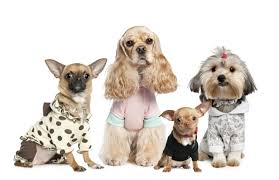 Schnittmuster jerseykleid gloria mit videoanleitung. Katzen Und Hundepullover Stricken 62 Tierkleidung Ideen