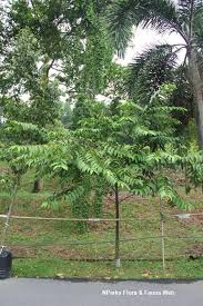 Image result for Turraea robusta