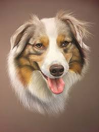 Berger Australien Pastel Bergeraustralien Bergeraustralienrougemerle Dogportrait Dogpainting Dogart A Dessin Chien Dessin Chien Facile Peintures De Chien