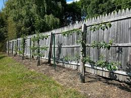 Growing fruit trees against fence or wall is also very much in vogue so you will also find a vast range of espalier and fan trained trees of all kinds just perfect for a wall. How To Espalier Fruit Trees Espalier Fruit Trees How To Espalier Fruit Trees Fruit Trees