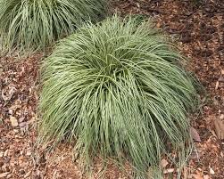Image result for Carex mannii