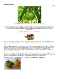 Buah asam gelugur buah asam gelugur segar dari pokok. Buah Asam Gelugur Docx