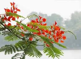 Download mp3 bunga flamboyan dan video mp4 gratis. Biji Bunga Flamboyan Isi 30 Pohon Flower Seeds Benih Tanaman Hias Taman Tropis Lazada Indonesia