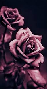 Pin By Red Rose On Wallpapers Rose Wallpaper Wallpaper Iphone Roses Beautiful Pink Roses