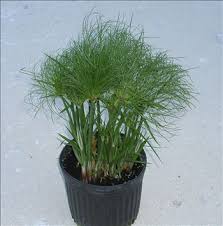Image result for Cyperus papyrus