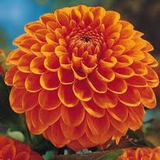 Giant Ball Dahlia Hillcrest Suffusion K Van Bourgondien Dahlia Flower Dahlia Wonderful Flowers
