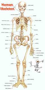 Human Skeleton Diagram Human Skeleton Human Anatomy Human Skeleton Anatomy