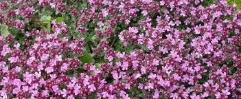 From everything i've read, the creeping thymes are edible but they vary greatly in their culinary usefulness. Thymus Species Woolly Thyme Creeping Thyme Wild Thyme Thymus Praecox Subsp Britannicus