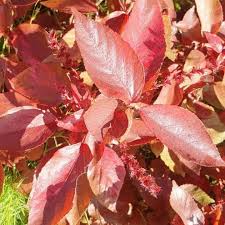 Image result for Vernonia karaguensis