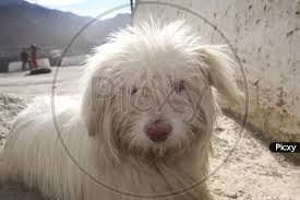 The sapsali (also known as the sapsaree) is a korean breed of dog that was officially designated a national treasure by the korean government in 1992. Image Of Sapsali Dog Jb708422 Picxy