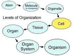 Biochemistry Basics Pogil Answer Key Pdf Notes Chapter 1 Introduction To Anatomy And Physiology Anatomy And Physiology Physiology Human Anatomy And Physiology