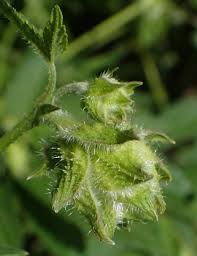 Image result for Cannabaceae