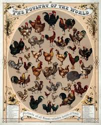 List Of Chicken Breeds Wikipedia