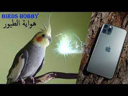 رنة هاتف ايفون ب صوت طائر الكوكتيل love birds birds animals