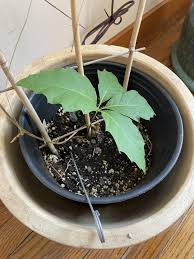 Image result for oak sapling